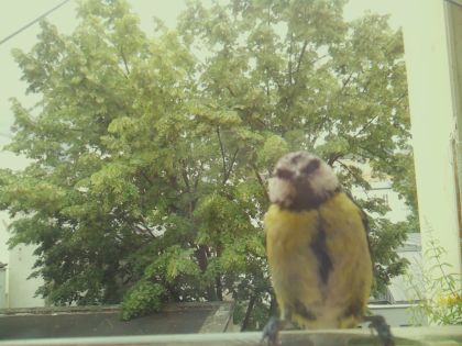 bird_20260605_124843_899_burst1_motion3939_conf0.81_bestdog_spgarrulus_glandarius_spconf0.22.jpg