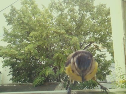 bird_20260605_124903_129_burst4_motion3939_conf0.72_bestbird_spparus_major_spconf1.00.jpg