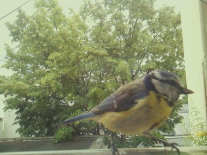 bird_20260605_124922_557_burst7_motion3939_conf1.00_bestbird_spcyanistes_caeruleus_spconf0.64.jpg