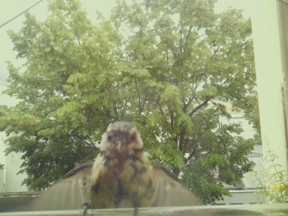 bird_20260605_125024_523_burst4_motion3403_conf0.90_bestbird_spgarrulus_glandarius_spconf0.24.jpg