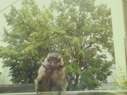 bird_20260605_125031_155_burst5_motion3403_conf0.94_bestbird_spgarrulus_glandarius_spconf0.16.jpg