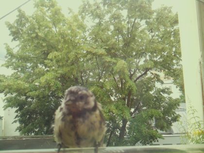 bird_20260605_125037_729_burst6_motion3403_conf0.83_bestbird_spgarrulus_glandarius_spconf0.30.jpg