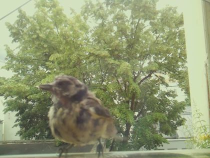 bird_20260605_125044_271_burst7_motion3403_conf0.98_bestbird_spturdus_philomelos_spconf0.20.jpg