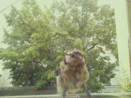 bird_20260605_125158_044_burst1_motion1868_conf0.97_bestdog_spparus_major_spconf1.00.jpg