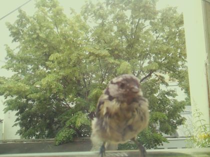 bird_20260605_125204_502_burst2_motion1868_conf0.98_bestdog_sppasser_domesticus_spconf0.22.jpg