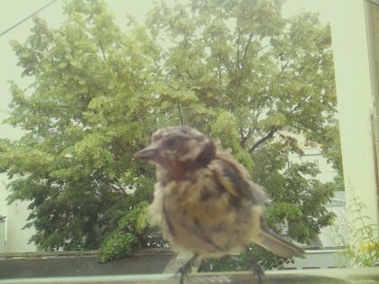 bird_20260605_125211_001_burst3_motion1868_conf1.00_bestbird_spgarrulus_glandarius_spconf0.24.jpg