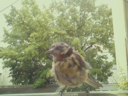 bird_20260605_125217_567_burst4_motion1868_conf1.00_bestbird_spgarrulus_glandarius_spconf0.24.jpg