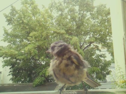 bird_20260605_125224_095_burst5_motion1868_conf1.00_bestbird_spparus_major_spconf1.00.jpg