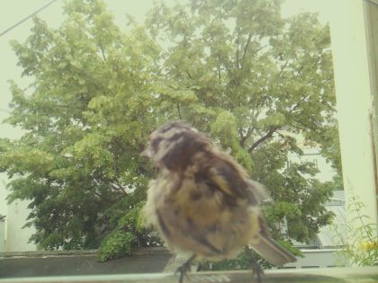 bird_20260605_125230_658_burst6_motion1868_conf1.00_bestbird_spparus_major_spconf1.00.jpg