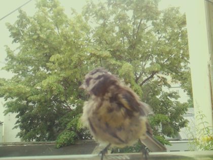 bird_20260605_125237_351_burst7_motion1868_conf1.00_bestbird_spparus_major_spconf1.00.jpg