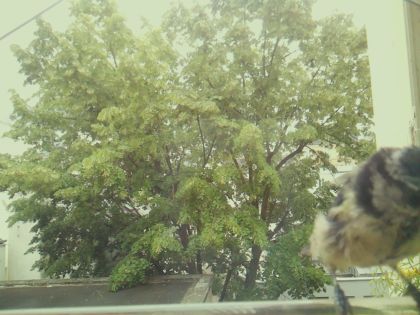 bird_20260605_125348_864_burst5_motion2014_conf0.36_bestcat_spparus_major_spconf1.00.jpg
