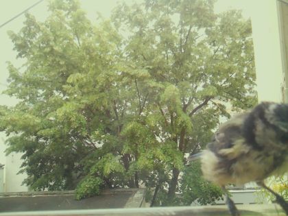 bird_20260605_125355_533_burst6_motion2014_conf0.59_bestcat_spaegithalos_caudatus_spconf0.22.jpg