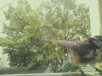 bird_20260605_125402_181_burst7_motion2014_conf0.65_bestdog_spturdus_merula_spconf0.35.jpg
