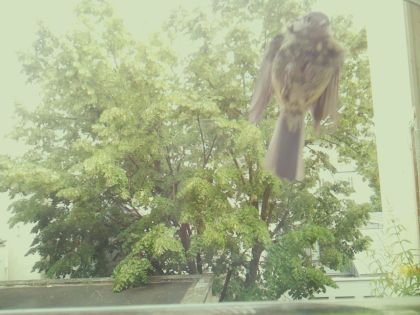 bird_20260605_155236_891_burst1_motion2208_conf0.84_bestbird_spcolumba_palumbus_spconf0.20.jpg