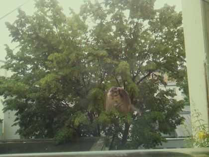 bird_20260606_092742_970_burst4_motion1276_conf0.57_bestpottedplant_spfringilla_coelebs_spconf0.11.jpg