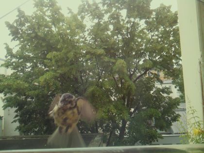 bird_20260606_092749_286_burst5_motion1276_conf0.52_bestperson_spcerthia_brachydactyla_spconf0.29.jpg