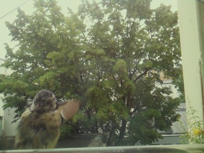 bird_20260606_092755_699_burst6_motion1276_conf0.76_bestcat_spgarrulus_glandarius_spconf0.36.jpg