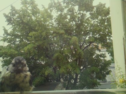 bird_20260606_092802_019_burst7_motion1276_conf0.41_bestbird_spcyanistes_caeruleus_spconf1.00.jpg