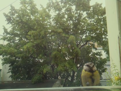bird_20260606_092816_150_burst0_motion4398_conf0.85_bestperson_spparus_major_spconf0.24.jpg