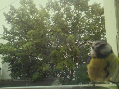 bird_20260606_092822_180_burst1_motion4398_conf0.99_bestcat_spcyanistes_caeruleus_spconf0.79.jpg