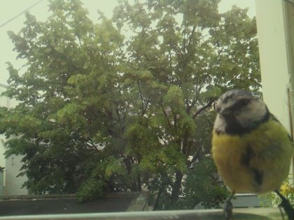 bird_20260606_092828_474_burst2_motion4398_conf0.88_bestbird_spcyanistes_caeruleus_spconf0.87.jpg