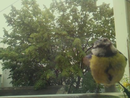 bird_20260606_092834_890_burst3_motion4398_conf0.99_bestcat_spcyanistes_caeruleus_spconf0.75.jpg