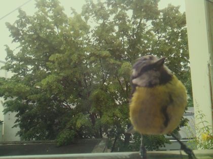 bird_20260606_092841_194_burst4_motion4398_conf0.82_bestbird_spcyanistes_caeruleus_spconf1.00.jpg