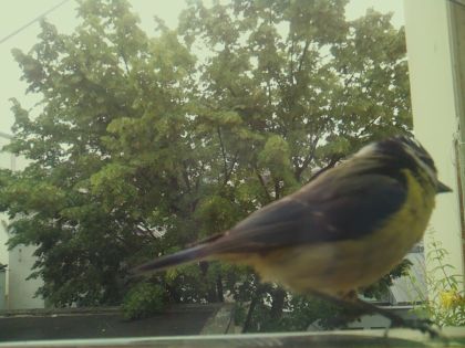 bird_20260606_092847_600_burst5_motion4398_conf1.00_bestbird_sppyrrhula_pyrrhula_spconf0.13.jpg