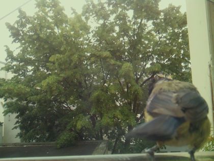 bird_20260606_092854_001_burst6_motion4398_conf1.00_bestbird_sppyrrhula_pyrrhula_spconf0.24.jpg