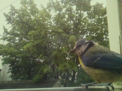 bird_20260606_092900_432_burst7_motion4398_conf1.00_bestbird_spcyanistes_caeruleus_spconf0.43.jpg