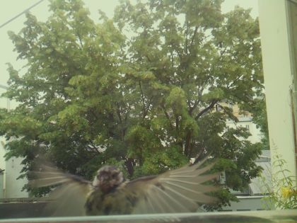 bird_20260606_095732_880_burst0_motion18597_conf0.52_bestbird_spparus_major_spconf1.00.jpg