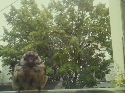bird_20260606_095738_556_burst1_motion18597_conf1.00_bestbird_spparus_major_spconf1.00.jpg