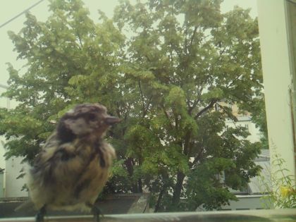 bird_20260606_095744_706_burst2_motion18597_conf1.00_bestbird_spgarrulus_glandarius_spconf0.33.jpg