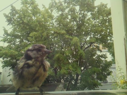 bird_20260606_095750_802_burst3_motion18597_conf1.00_bestbird_spgarrulus_glandarius_spconf0.28.jpg