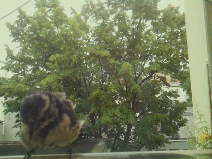 bird_20260606_095757_088_burst4_motion18597_conf0.99_bestbird_spparus_major_spconf1.00.jpg