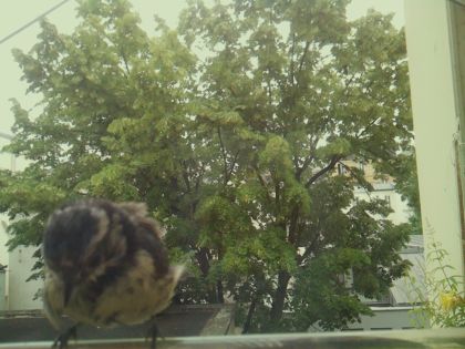 bird_20260606_095803_433_burst5_motion18597_conf0.92_bestbird_spparus_major_spconf1.00.jpg