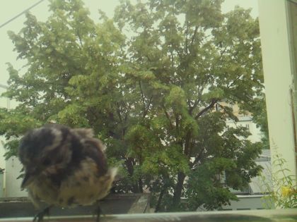 bird_20260606_095809_786_burst6_motion18597_conf1.00_bestbird_spparus_major_spconf1.00.jpg