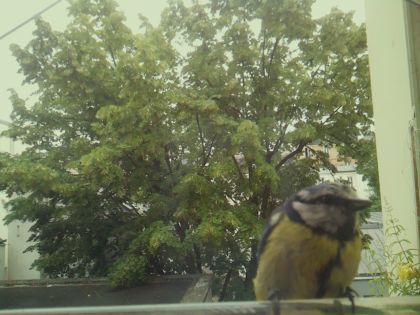 bird_20260606_095831_184_burst0_motion9938_conf0.72_bestcat_spcyanistes_caeruleus_spconf0.68.jpg