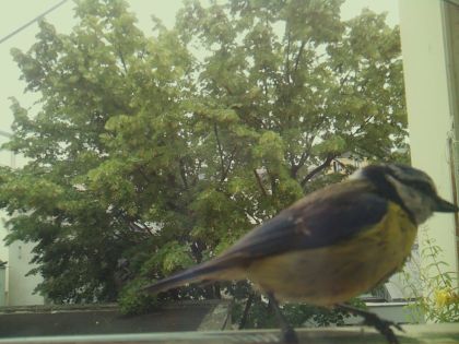 bird_20260606_095837_170_burst1_motion9938_conf1.00_bestbird_spcyanistes_caeruleus_spconf0.37.jpg