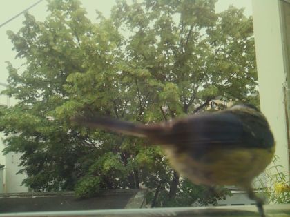 bird_20260606_095843_546_burst2_motion9938_conf0.00_bestnone_spcyanistes_caeruleus_spconf0.13.jpg
