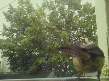 bird_20260606_095849_879_burst3_motion9938_conf0.74_bestcat_spsitta_europaea_spconf0.21.jpg