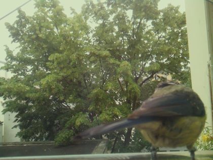 bird_20260606_095902_879_burst5_motion9938_conf0.93_bestbird_spphylloscopus_collybita_spconf0.17.jpg