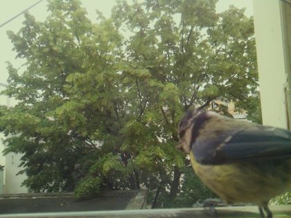 bird_20260606_095909_252_burst6_motion9938_conf0.97_bestbird_spcyanistes_caeruleus_spconf0.43.jpg