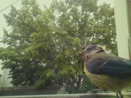 bird_20260606_095915_705_burst7_motion9938_conf1.00_bestbird_spcyanistes_caeruleus_spconf0.51.jpg