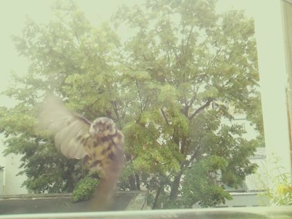bird_20260606_111057_746_burst1_motion4022_conf0.00_bestnone_spgarrulus_glandarius_spconf0.18.jpg