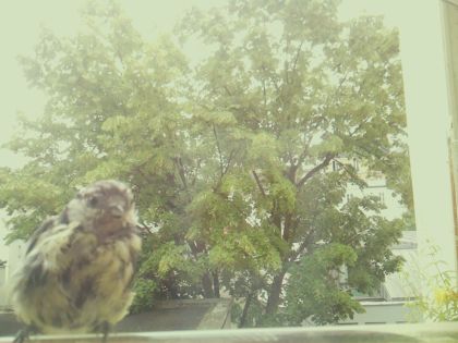 bird_20260606_111104_004_burst2_motion4022_conf0.93_bestbird_spcyanistes_caeruleus_spconf1.00.jpg