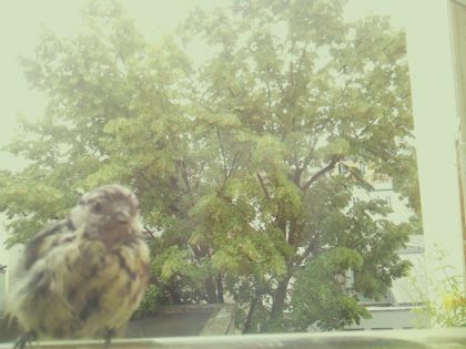 bird_20260606_111110_282_burst3_motion4022_conf1.00_bestbird_sppasser_domesticus_spconf0.44.jpg