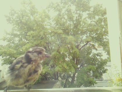 bird_20260606_111123_062_burst5_motion4022_conf0.93_bestdog_sppasser_domesticus_spconf0.18.jpg