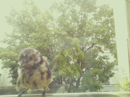 bird_20260606_111129_420_burst6_motion4022_conf0.98_bestbird_sppyrrhula_pyrrhula_spconf0.17.jpg