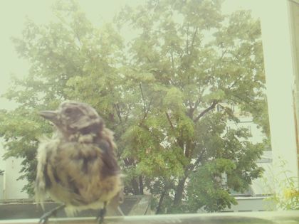 bird_20260606_111135_878_burst7_motion4022_conf0.94_bestbird_spturdus_philomelos_spconf0.29.jpg